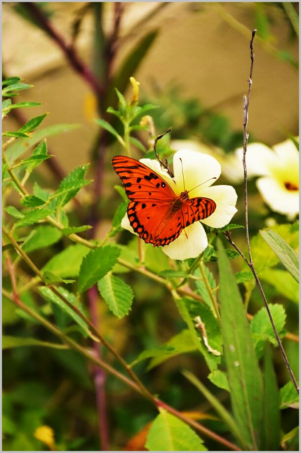 Painted Lady